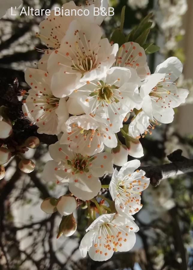 B&B L'Altare Bianco 维耶斯泰 外观 照片