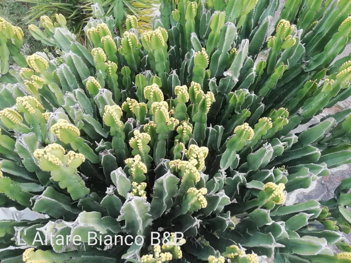 B&B L'Altare Bianco 维耶斯泰 外观 照片