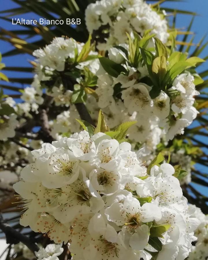 B&B L'Altare Bianco 维耶斯泰 外观 照片